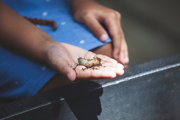 Asian child girl holding rhinoceros beetle larvae on hand with curious and fun