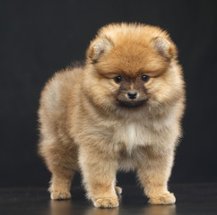 Pomeranian spitz Dog on Isolated Black Background in studio