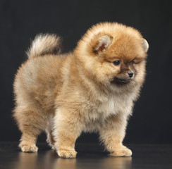 Fototapeta na wymiar Pomeranian spitz Dog on Isolated Black Background in studio