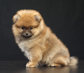Pomeranian spitz Dog on Isolated Black Background in studio