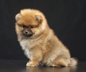Pomeranian spitz Dog on Isolated Black Background in studio
