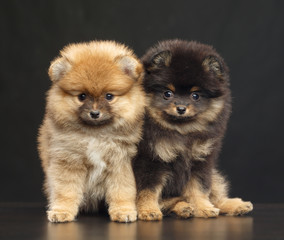 Pomeranian spitz Dog on Isolated Black Background in studio