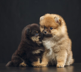 Pomeranian spitz Dog on Isolated Black Background in studio