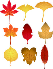 Realistic Elegant Autumn leaves set