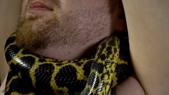 Frightened man with anaconda on his neck