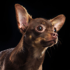 Toy Terrier Dog on Isolated Black Background in studio