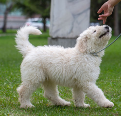 Komondor Dog, Hungarian Shepherd dog in the summer on the street for a walk