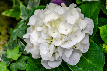 White Hydrangea