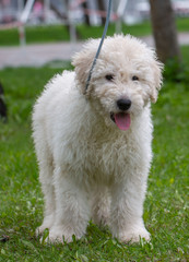 Komondor Dog, Hungarian Shepherd dog in the summer on the street for a walk