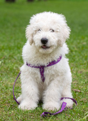 Komondor Dog, Hungarian Shepherd dog in the summer on the street for a walk