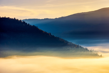 Plakat thick fog above the valley at sunrise. beautiful autumn background in mountains. lovely nature abstract scenery