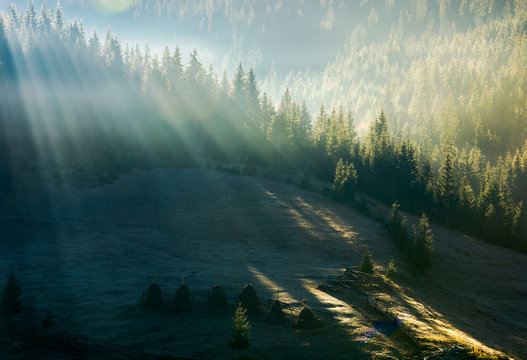 light through fog in forest on hill. gorgeous nature background in autumn