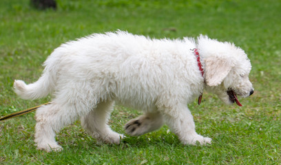 Komondor Dog, Hungarian Shepherd dog in the summer on the street for a walk
