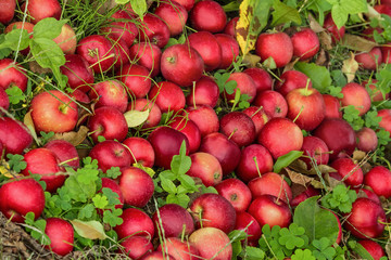 Apples lie on the ground in the grass.