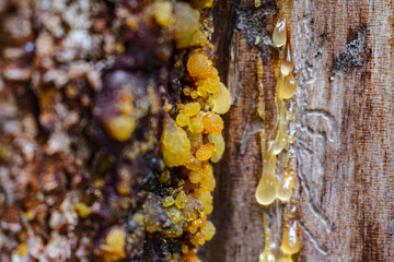 Yellow resin of Siberian larch