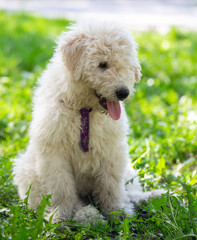 Komondor Dog, Hungarian Shepherd dog in the summer on the street for a walk