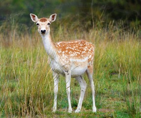 Deer Standing Allert