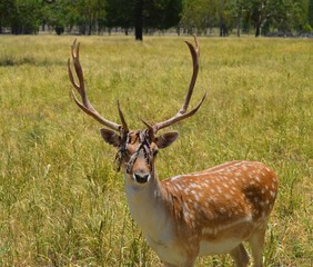 Buck Shedding Felt From Antlers
