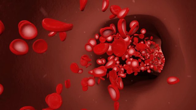 Erythrocytes red blood cells float fast in a blood vessel past the camera. A vein pulses, shrinks and expands from the body's blood pressure.
