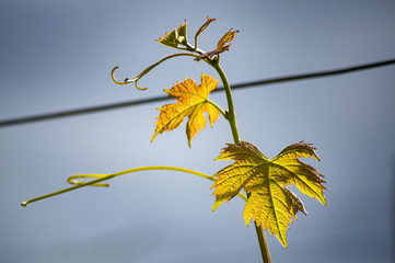 Vines - growing tips