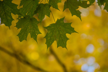 Green maple leaves against yellow