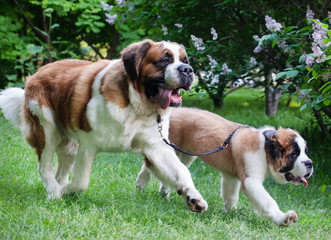 St. Bernard dog in the summer outdoors for a walk