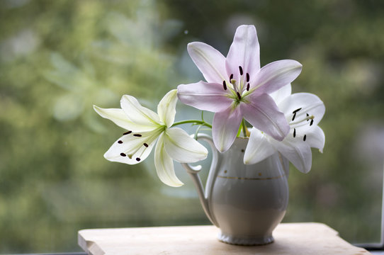 Group of light white and pink lilies in vase, beautiful flowering flowers indoors on the window
