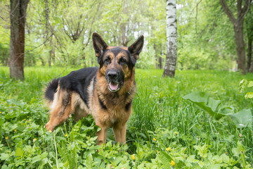 Dog German Shepherd on green grass in a summer day