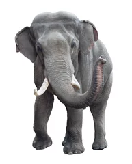 Foto auf Acrylglas Elefant Elefantenvorderansicht isoliert