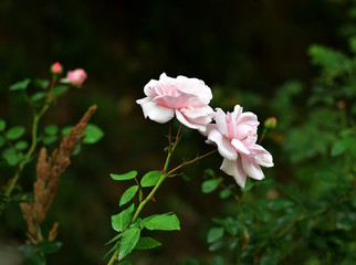 beautiful roses New Dawn blooming in the garden