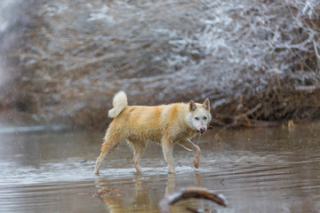 the dog on the river