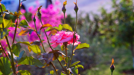 pink rose in summer garden