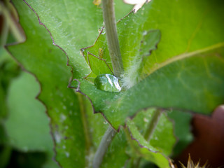 Gota Solitaria