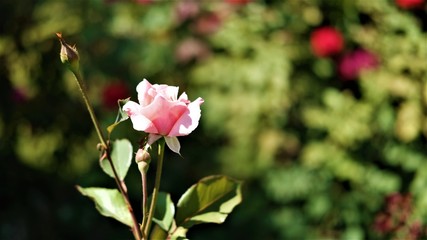 pale pink rose