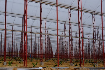 large greenhouse