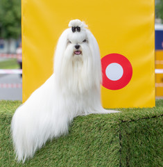 Maltese dog in the summer on the street for a walk