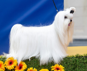 Maltese dog in the summer on the street for a walk