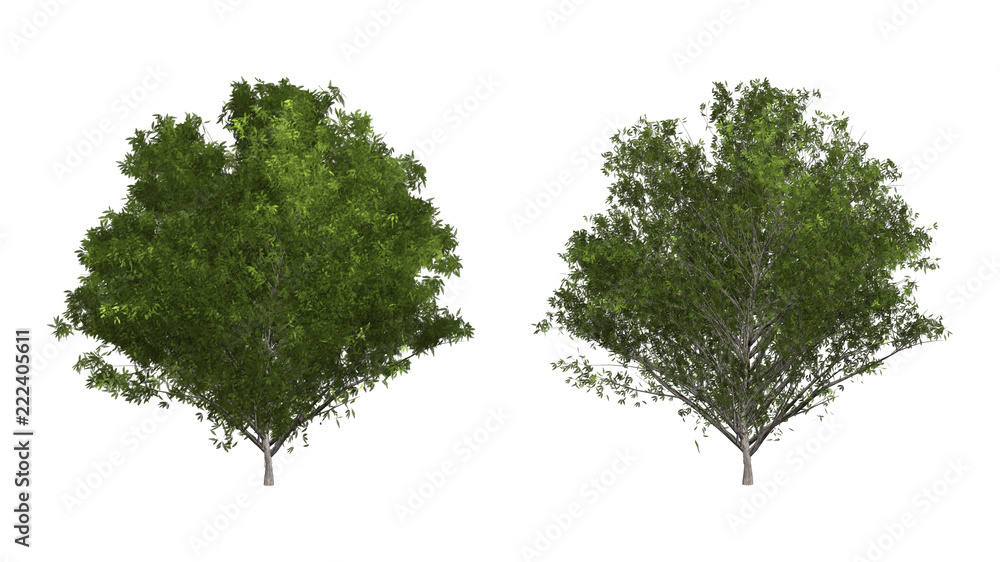 Sticker the collection of tree. shrub tree isolated on white background with clipping path.