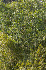 casa perro maria canon flor