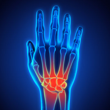 Human Hand Anatomy Illustration