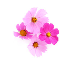 Pink cosmos flowers isolated on white background. Composition from flowers, top view.