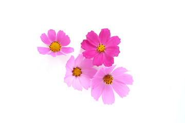 Pink cosmos flowers isolated on white background. Composition from flowers, top view.