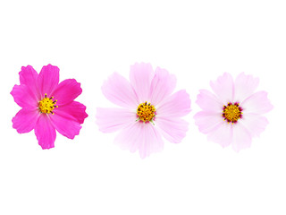 Pink cosmos flowers isolated on white background. Composition from flowers, top view.