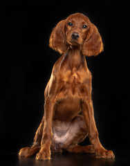 Setter Dog  Isolated  on Black Background in studio