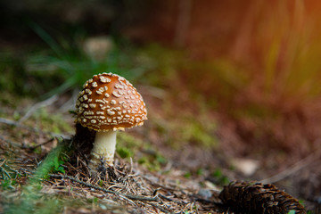 Amanita Muscaria, poisonous mushroom in the forest