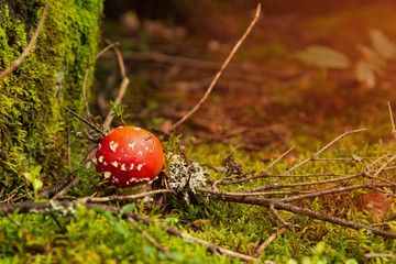 Amanita Muscaria, poisonous mushroom in the forest