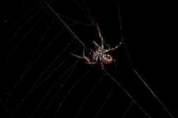 Brown spider from below spinning web on a black background