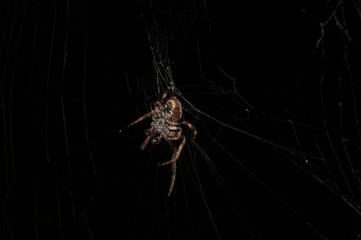 Close-up photograph of a brown spider renovating its web at night