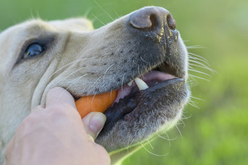 .The mouth of the dog is large. The hand gives carrots.