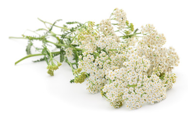 Yarrow flowers and leaf  isolated.